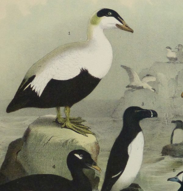 Lithograph- Black & White Sea Birds, 1881-detail-10545M