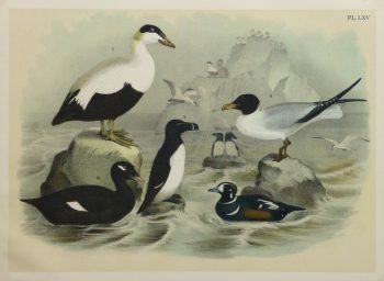 Lithograph- Black & White Sea Birds, 1881-main-10545M