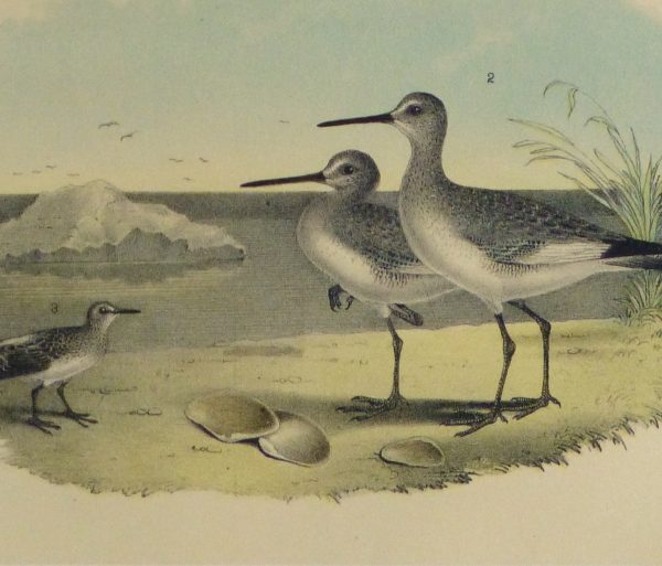 Lithograph- Sandpipers, 1881-detail-10547M