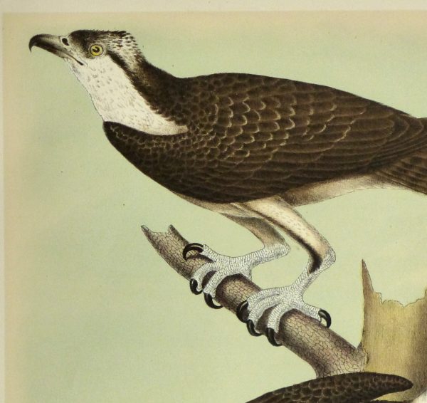 Lithograph- Osprey, 1881-detail 2-10548M