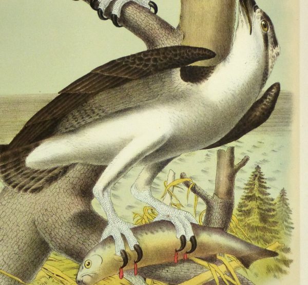 Lithograph- Osprey, 1881-detail-10548M