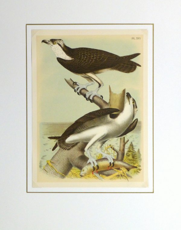 Lithograph- Osprey, 1881-matted-10548M