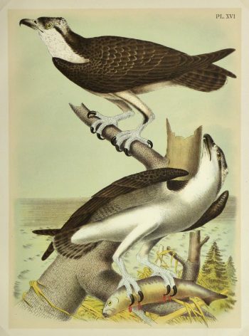 Lithograph- Osprey, 1881-main-10548M