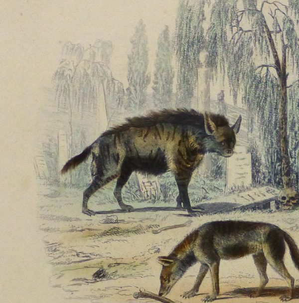 Hyena, Jackal and Leopard Engraving , Circa 1850-detail 2-10638M