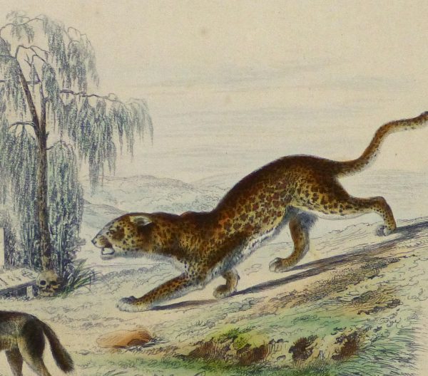 Hyena, Jackal and Leopard Engraving , Circa 1850-detail-10638M