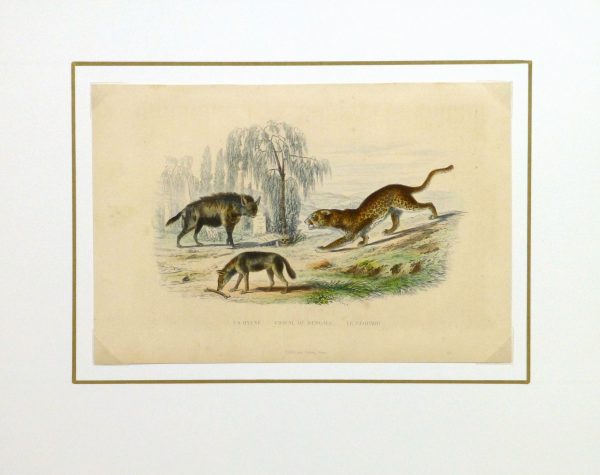 Hyena, Jackal and Leopard Engraving , Circa 1850-matted-10638M