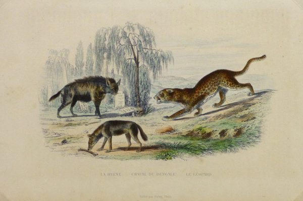 Hyena, Jackal and Leopard Engraving , Circa 1850-main-10638M