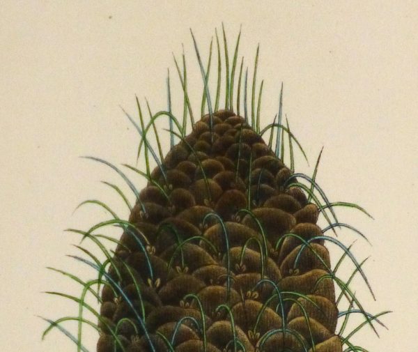 Silver Fir Pine Cone Engraving, Circa 1850-detail 2-10639M