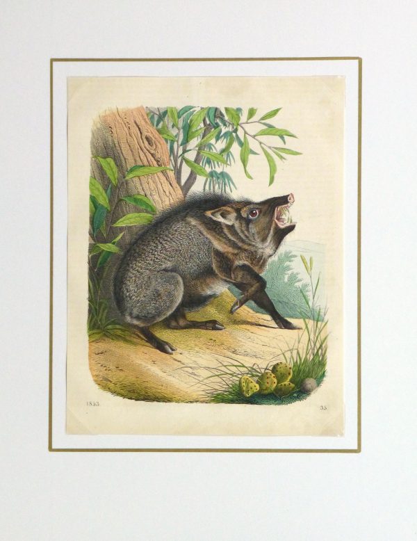 Wild Pig Engraving ,1853-matted-10641M
