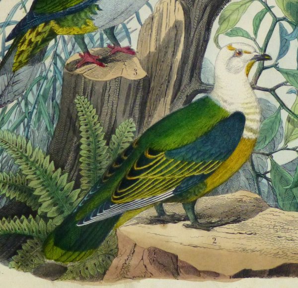 Vivid Pigeons Engraving,1853-detail-10642M