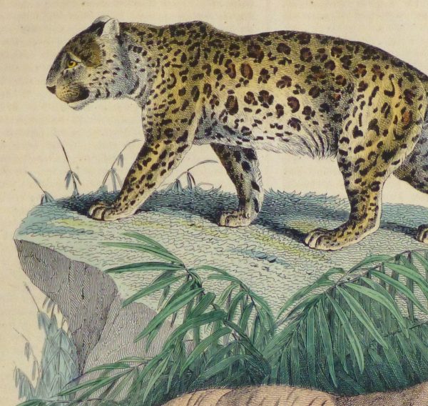 Leopard & Tiger Engraving, 1853-detail 2-10644M