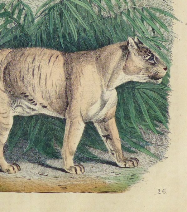 Leopard & Tiger Engraving, 1853-detail-10644M