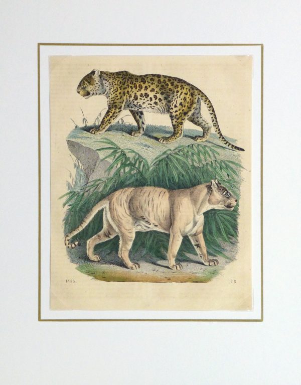 Leopard & Tiger Engraving, 1853-matted-10644M