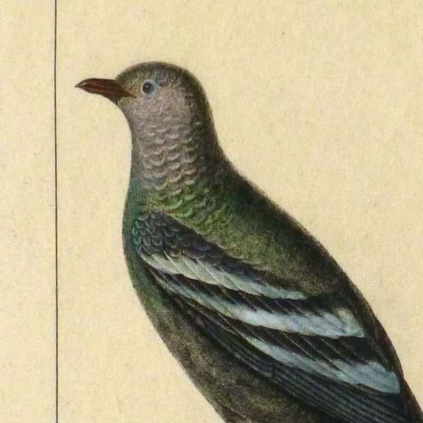 Domestic Pigeon Engraving, Circa 1830-detail 2-10645M