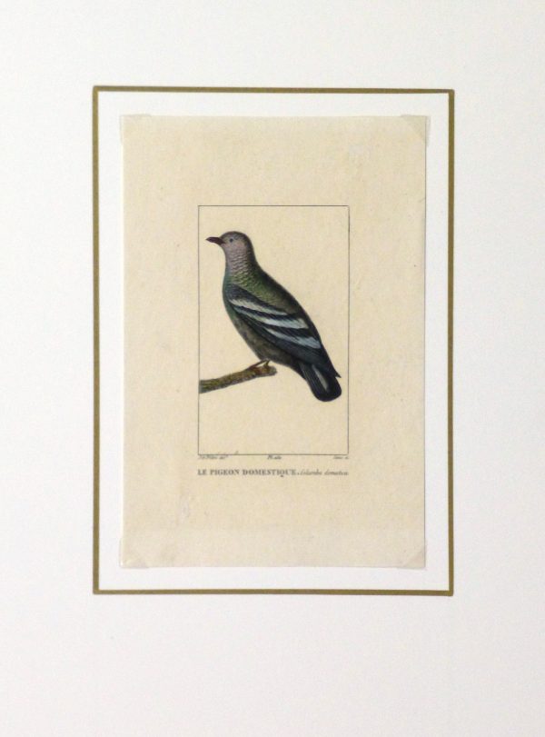 Domestic Pigeon Engraving, Circa 1830-matted-10645M