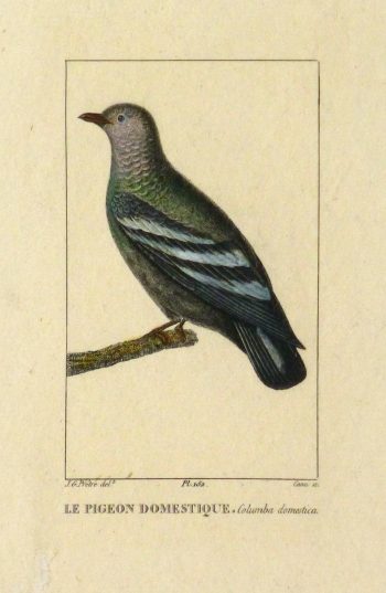 Domestic Pigeon Engraving, Circa 1830-main-10645M