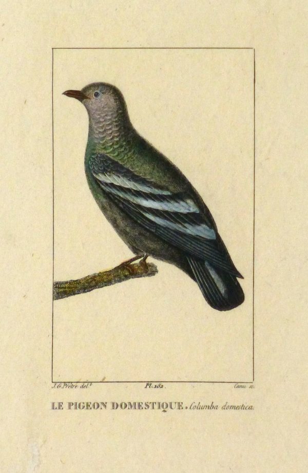 Domestic Pigeon Engraving, Circa 1830-main-10645M