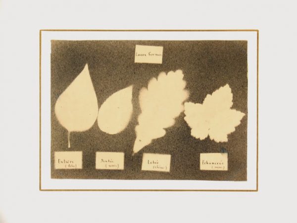Ink Drawing - Leaf Forms, Circa ?-matted-7533G