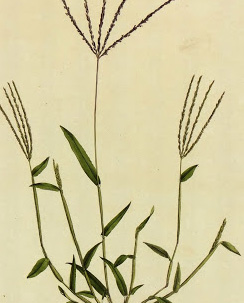 Botanical Print, Circa 1795-detail-K4886 Botanical Print, Circa 1795-detail-K4886