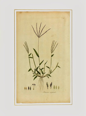 Botanical Print, Circa 1795-matted-K4886 Botanical Print, Circa 1795-matted-K4886
