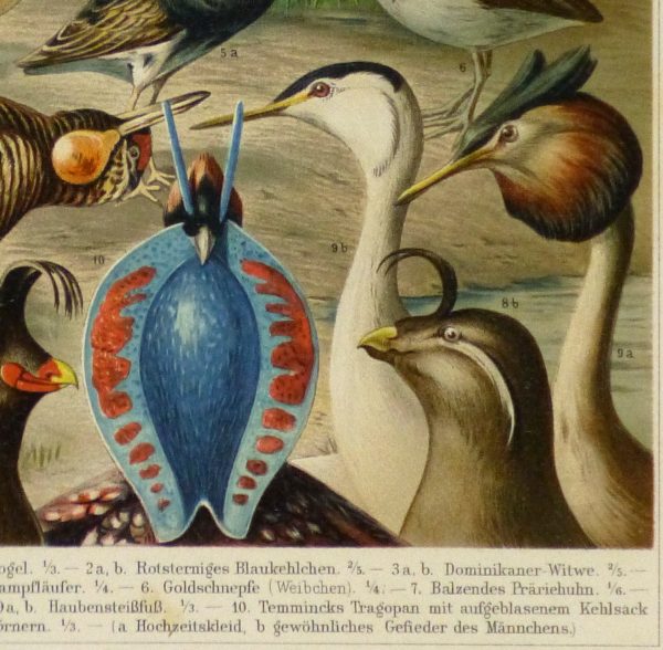 Bird Print, 1885-detail-9064K