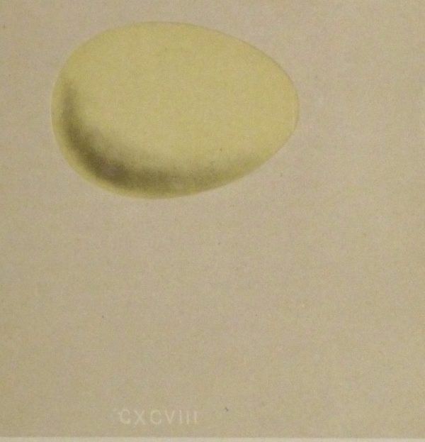 Egg Print, 1863-detail-kb1049